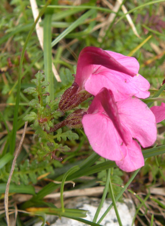 Se non fosse cos rara direi Pedicularis kerneri...